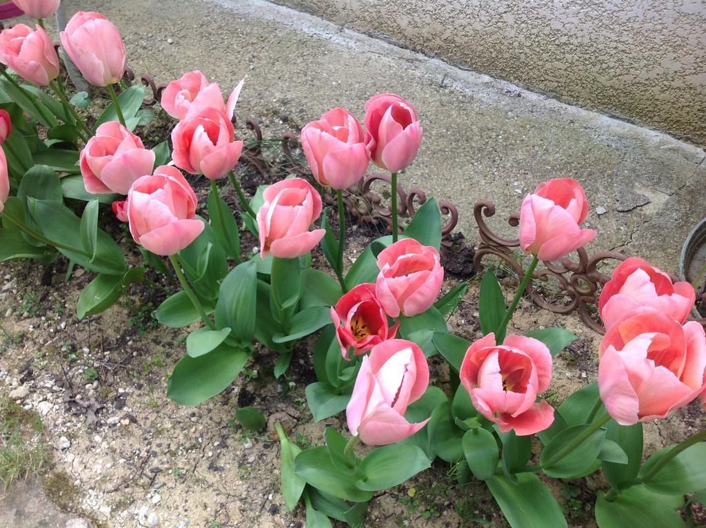Bed & Breakfast Le Beausejour Carcassonne Bagian luar foto